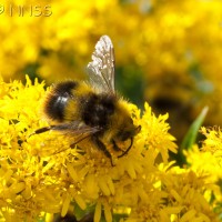 Early Goldenrod